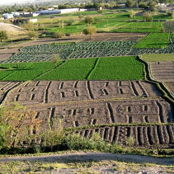 Irrigated fields in Afghanistan: Credit, Wikimedia Commons Afghan agriculture makes inroads in irrigation, fish farming