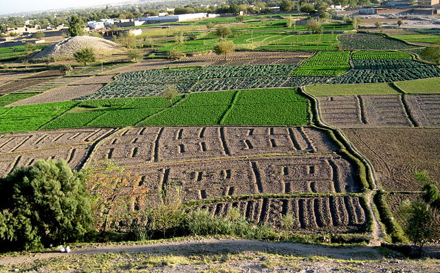Irrigated fields in Afghanistan: Credit, Wikimedia Commons Afghan agriculture makes inroads in irrigation, fish farming