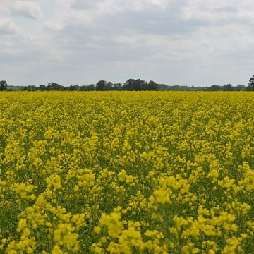 Canola field in Manitoba, Canada: Credit, Wikimedia Commons The Trial of a Superchemical: Inside Bayer’s Billion-Dollar Battle Over the Soul of Modern Farming
