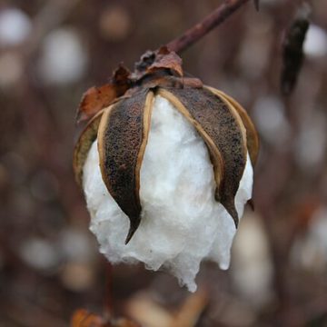 Cotton markets in Pakistan diversify weekly prices by nearly $2