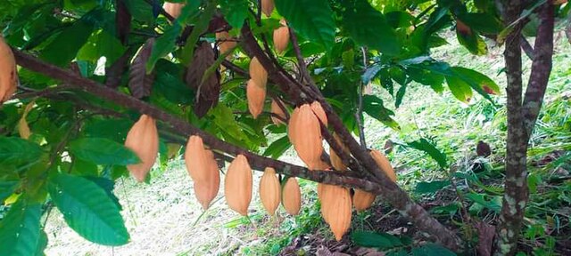Hybrid cocoa plant, Papua: Credit, Wikimedia Commons West Papua makes a cocoa comeback after decline