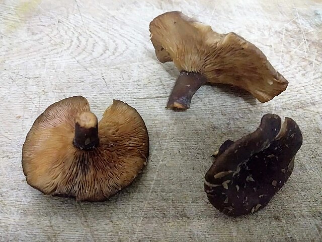 Lactarius kalbansus-an edible mushroom from Zambia: Credit, Wikimedia Commons Mushroom production in Zambia gains economic traction