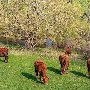 Cattle grazing in a protected area, Greece: Credit, Wikimedia Commons grazing is a major activity for farmers in Greece