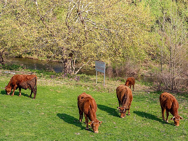 grazing is a major activity for farmers in Greece
