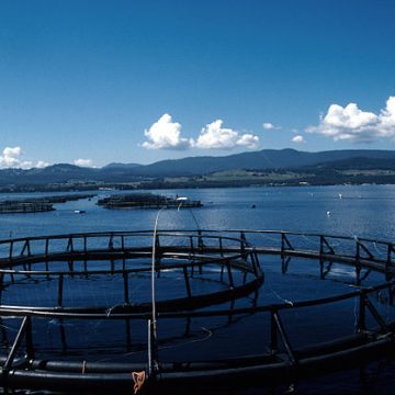 The Tasmania salmon fishery on notice after suspended marine expansion