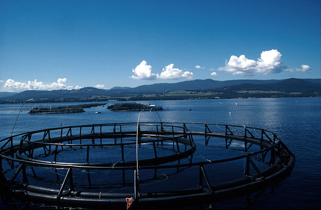 Salmon cages in Australia: Credit, Wikimedia Commons Aussie salmon lovers mull on eating fish from Tasmania