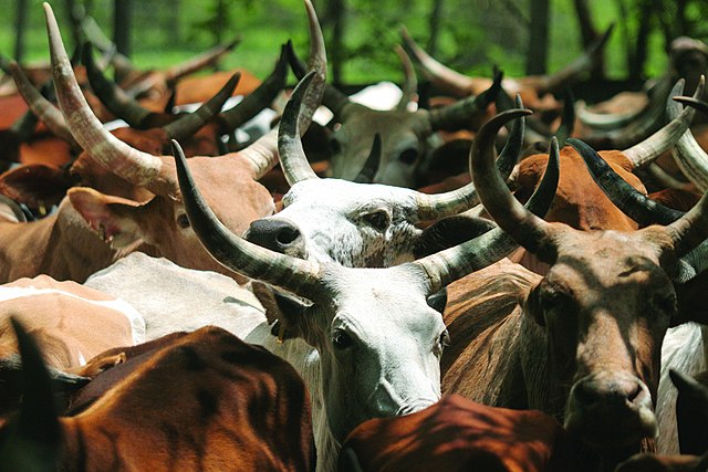 Ethiopia almost doubles milk production in 36 months