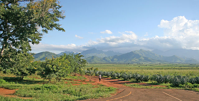 Sisal plantation, off Mt Uluguru in Tanzania: Credit, Wikimedia Commons Tanzania expands key agricultural plan, temporarily bans regional imports