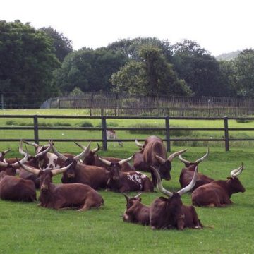 Ankole cattle at Longleat Safari Park, Uganda: Credit, Wikimedia Commons Time2Graze satellite tech brings “near-real-time estimates of pasture levels” to Uganda