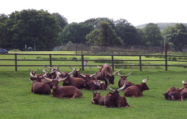 Ankole cattle at Longleat Safari Park, Uganda: Credit, Wikimedia Commons Time2Graze satellite tech brings “near-real-time estimates of pasture levels” to Uganda