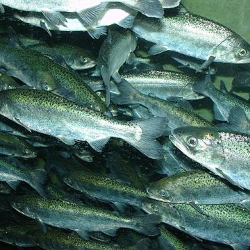 A school of chinook salmon: Credit, Wikimedia Commons Pacific salmon