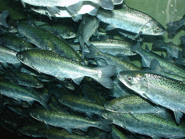 A school of chinook salmon: Credit, Wikimedia Commons Pacific salmon