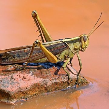 Typical garden locust (Acanthacris ruficornis): Credit, Wikimedia Commons Locust alerts bear on northwest and southwest Africa