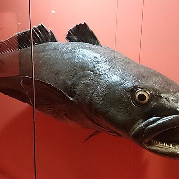Patagonian toothfish/Chilean Sea Bass: Credit, Wikimedia Commons Chilean sea bass to get costlier after U.S. judge upholds import ban
