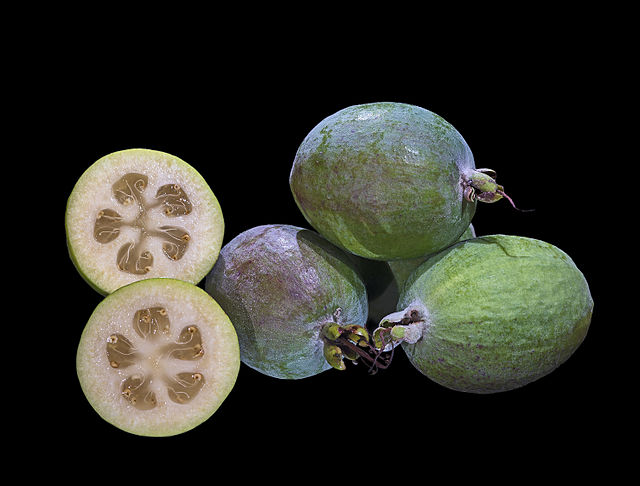Feijoa or Acca sellowiana: Credit, Wikimedia Commons Feijoa fruit dearer to New Zealand than kiwi