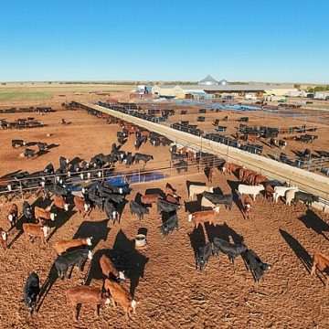cattle for sale