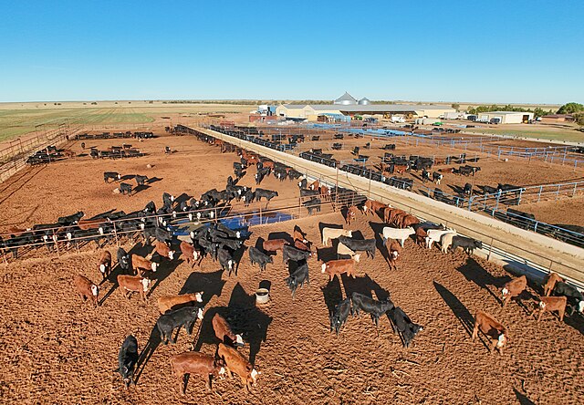 Cattle in a feed lot in Mexico: Credit, Wikimedia Commons cattle for sale