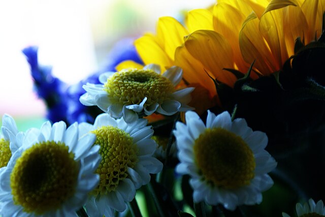 Cut flowers: Credit, Wikimedia Commons Italy scores 5% floriculture export growth before tariffs
