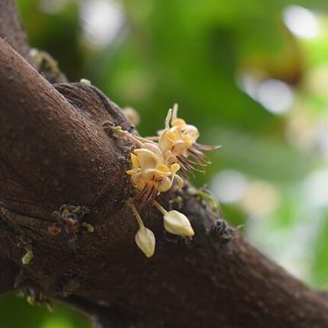 Blossoming natural cocoa tree: Credit, Wikimedia Commons Cultured cocoa from California could revolutionize chocolate markets