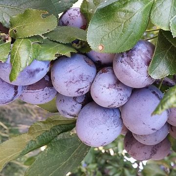 Plums/prunes: Credit, Wikimedia Commons Prunes from South Africa modestly navigating high demand