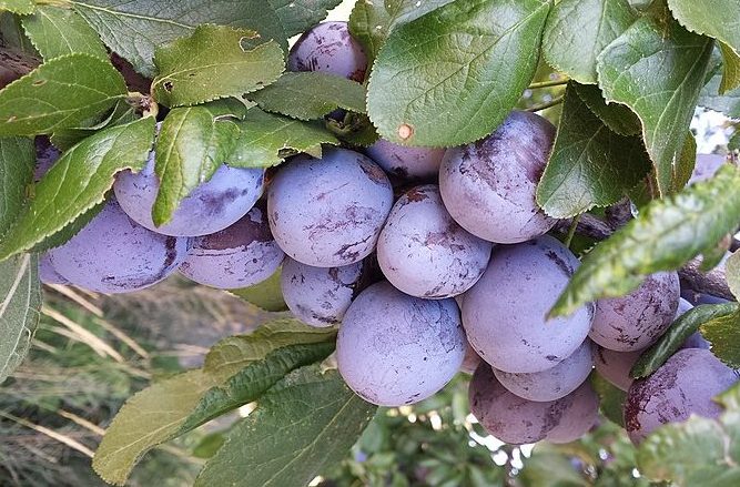 Plums/prunes: Credit, Wikimedia Commons Prunes from South Africa modestly navigating high demand