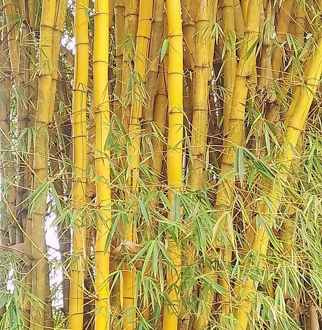 Uganda farms bamboo into economic empowerment