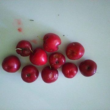 Ripe cherries from India: Credit, Wikimedia Commons Indian Kashmir cherries make maiden shipments to UAE, Saudi