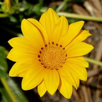 Gazania rigens: Credit, Wikimedia Commons Gazania ornamental flower turning south Australia into a costly jungle