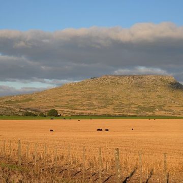 Dry wheat field in Argentina: Credit, Wikimedia Commons Wheat planting in Argentina underway with high production hopes