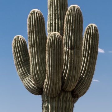 Carnegiea gigantea or Sahuaro or Saguaro: Credit, Wikimedia Commons Saguaro cactus harvest kickstarts brand new year in wild Arizona