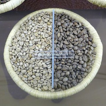 Robusta Vietnam experiences minor price contraction as delayed harvest gains