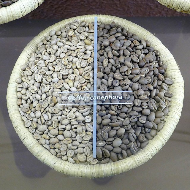 Robusta Vietnam experiences minor price contraction as delayed harvest gains