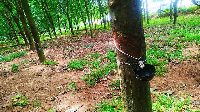 Natural rubber tree: Credit, Wikimedia Commons Global rubber prices slide amid trade chess of many stakes