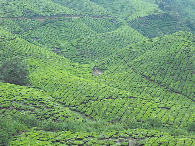 Plantation crops in Malaysia - tea at Sg Palas Boh: Credit, Wikimedia Commons The Malaysia coffee and palm oil sectors fast-track EU’s anti-deforestation deadline