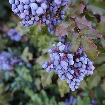 Blueberries: Credit, Wikimedia Commons The Zimbabwe blueberry export niche slowly lionizing China market