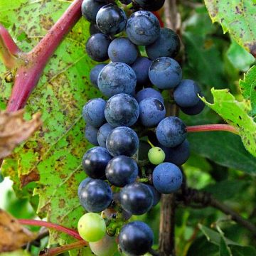 Southeast Michigan produce: Credit, Wikimedia Commons Agriculture in Michigan feels the tariff heat in Q1 2025