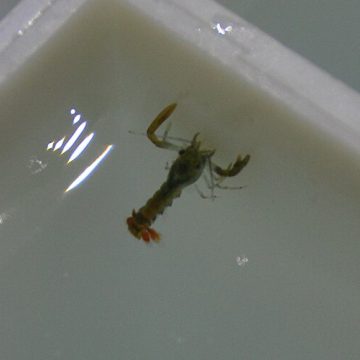 Juvenile lobster at hatchery: Credit, Wikimedia Commons seed lobster