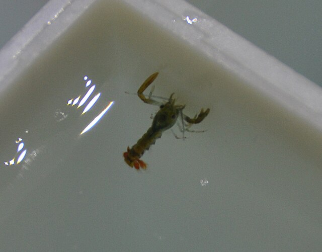 Juvenile lobster at hatchery: Credit, Wikimedia Commons seed lobster