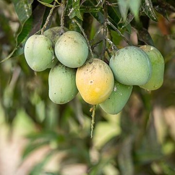 Mangos: Credit, Wikimedia Commons Mali is a major mango source