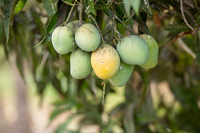 Mangos: Credit, Wikimedia Commons Mali is a major mango source