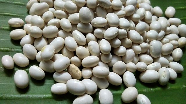 Soya beans: Credit, Wikimedia Commons soy markets depend on reigning soya trade trends
