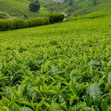 Tea prices in Kenya find parity at $0.77 per kg by 2027