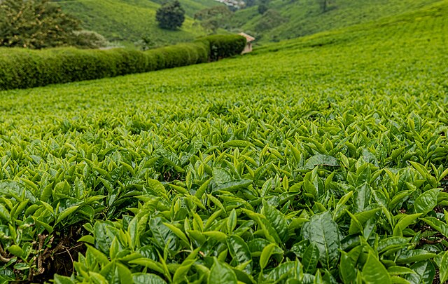 Tea prices in Kenya find parity at $0.77 per kg by 2027