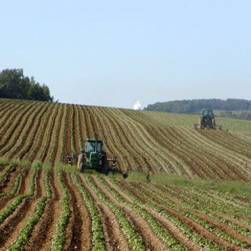 Tractors in potato field, Maine: Credit, Wikimedia Commons Potato cultivation requires a farm labor force in Maine