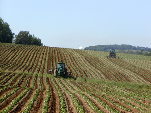 Tractors in potato field, Maine: Credit, Wikimedia Commons Potato cultivation requires a farm labor force in Maine