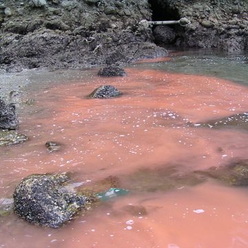 Algal bloom on a fishing area: Credit, Wikimedia Commons Commercial fishing in South Australia under ban courtesy algal bloom