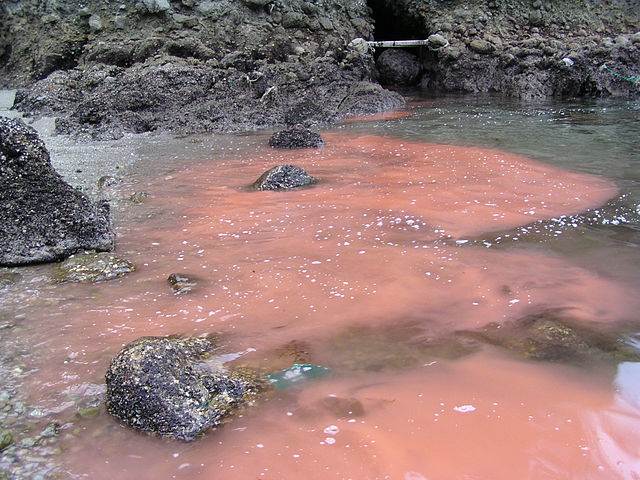 Algal bloom on a fishing area: Credit, Wikimedia Commons Commercial fishing in South Australia under ban courtesy algal bloom