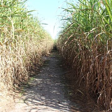 A sugarcane field in Georgia, USA: Credit, Wikimedia Commons The United States cane sugar profile shares Coca-Cola’s facelift