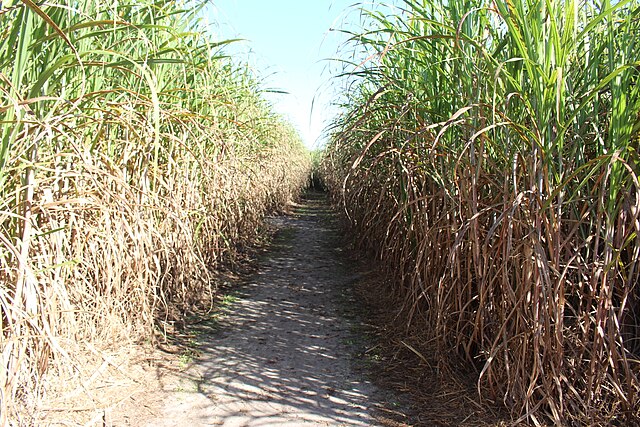 A sugarcane field in Georgia, USA: Credit, Wikimedia Commons The United States cane sugar profile shares Coca-Cola’s facelift