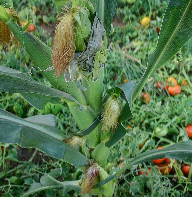 Maïsse or corn on field in Senegal: Credit, Wikimedia Commons tasseling corn in Senegal
